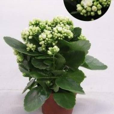 Kalanchoe - Imagen 1