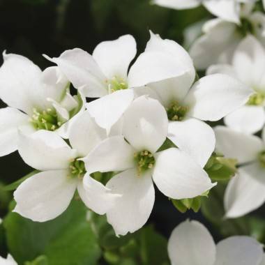 Kalanchoe - Imagen 2