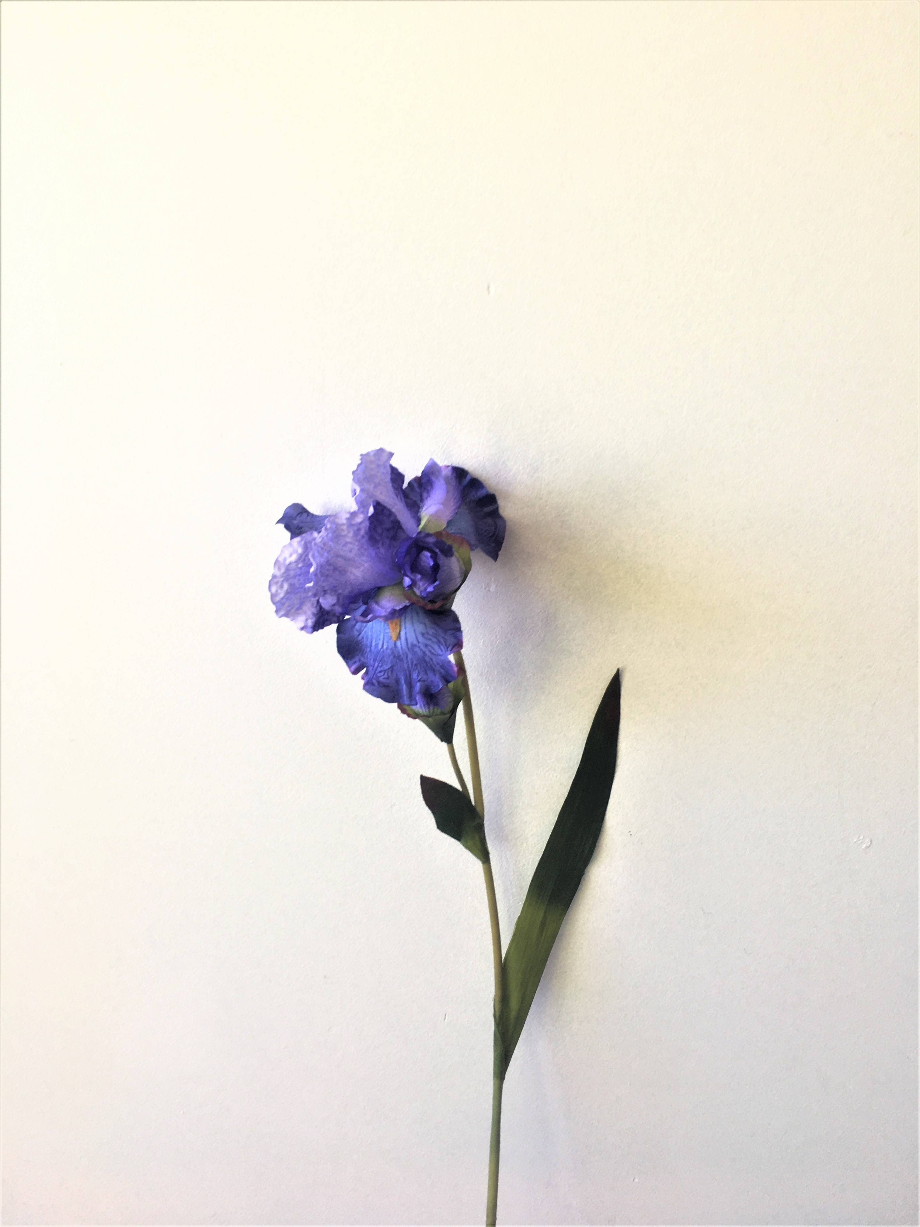 Tige iris artificiel violet 76 cm 1 fleur et 1 bouton