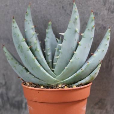 Aloe, Aloe peglerae