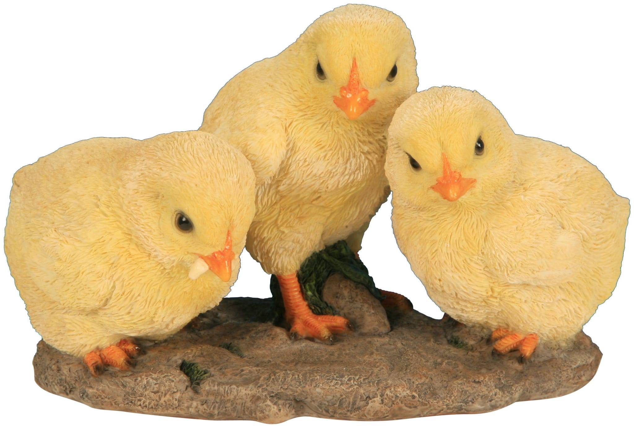 Poussin A Vendre Jardiland