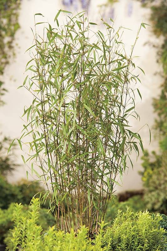 Bambou 'Asian Wonder' - Image 3