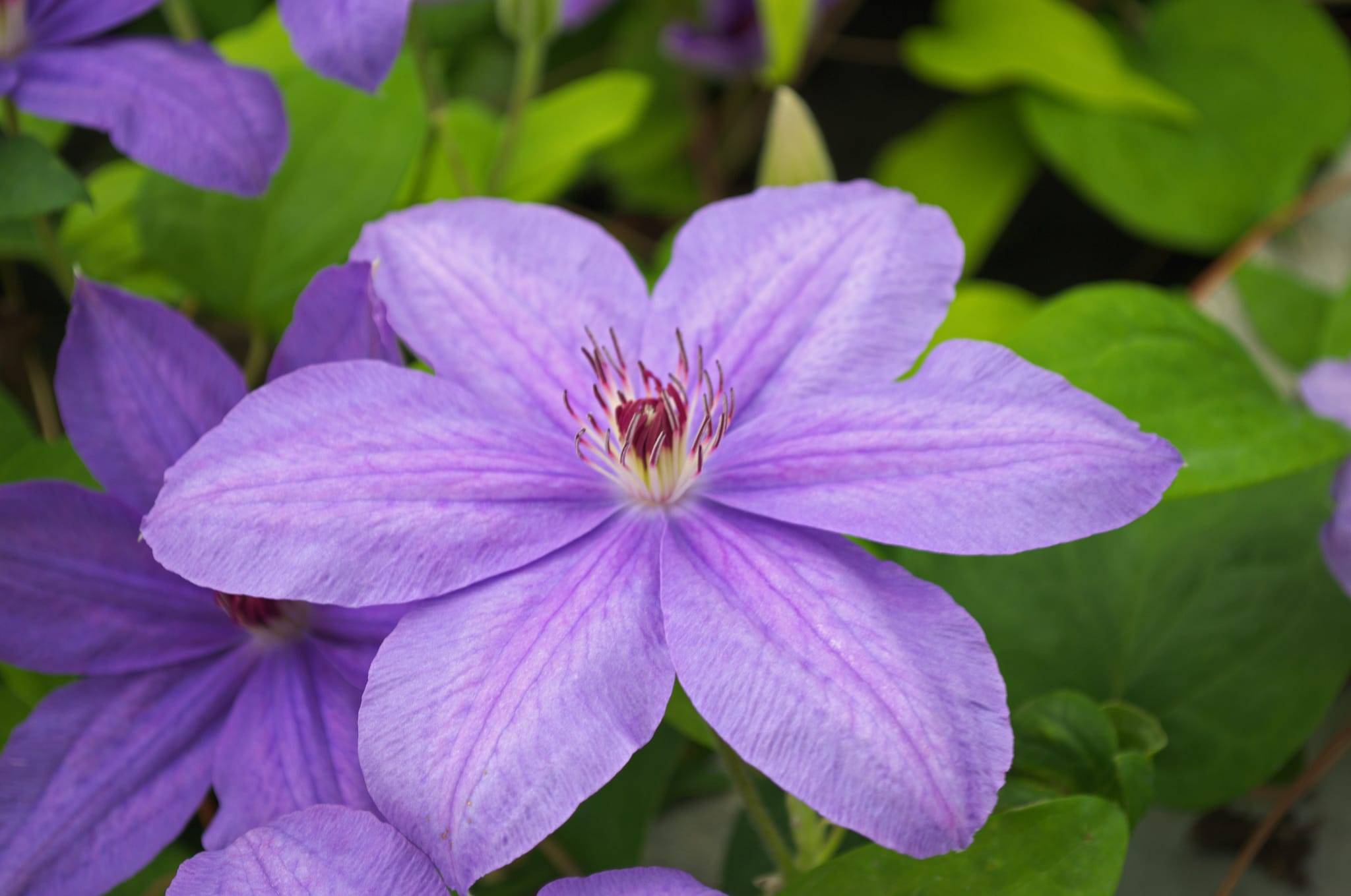 Clématite 'Sucess® bleu de Loire'