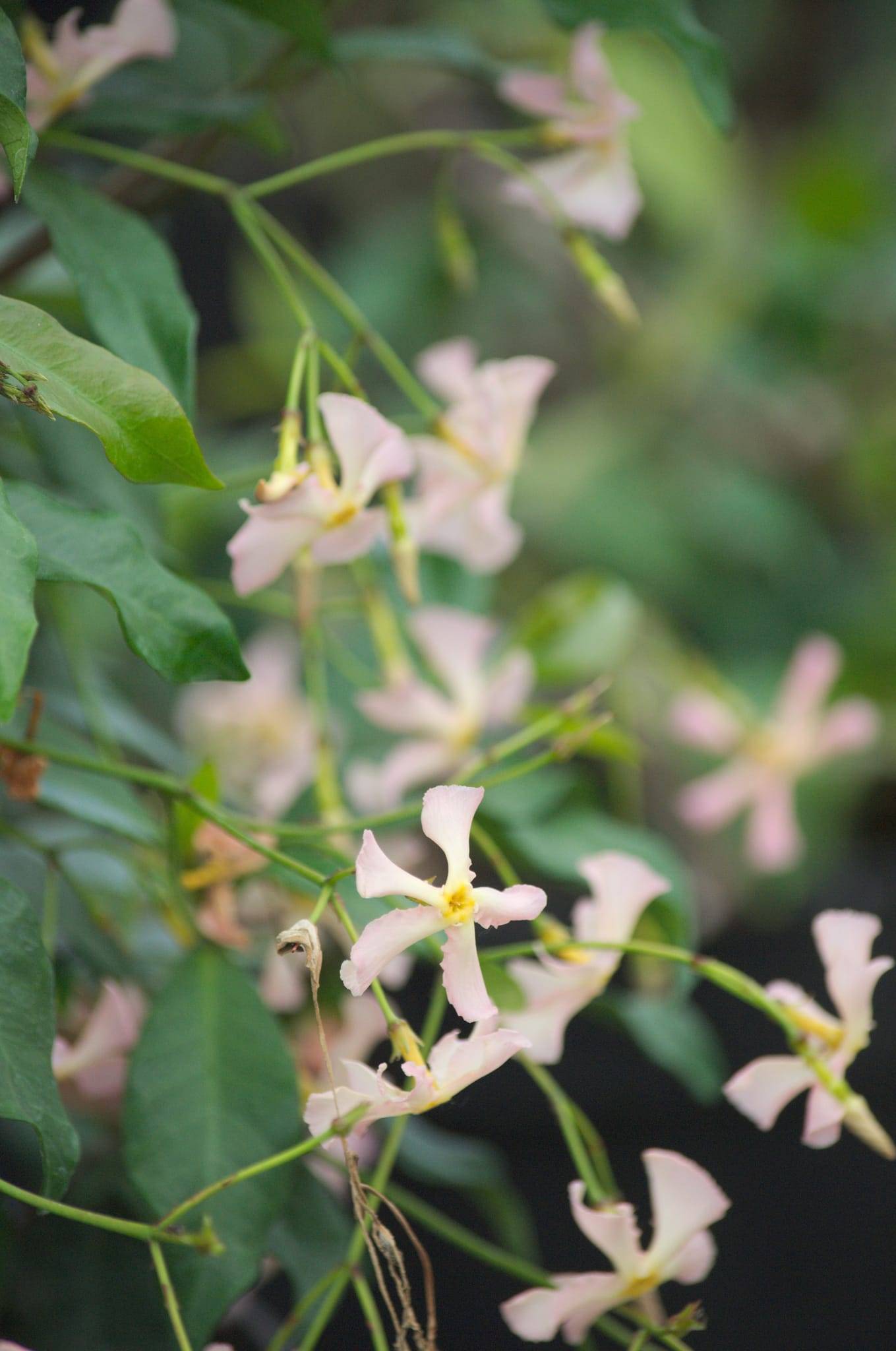 Jasmin étoilé 'Pink Showers'