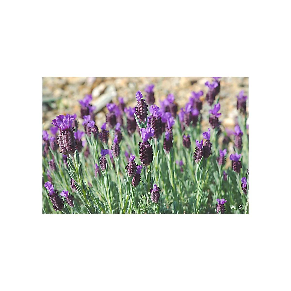Vilmorin - Lavande Papillon serie 2 sachet graines 0,5 g - Vilmorin - Image 1
