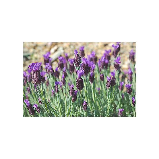 Vilmorin - Lavande Papillon serie 2 sachet graines 0,5 g - Vilmorin - Image 3