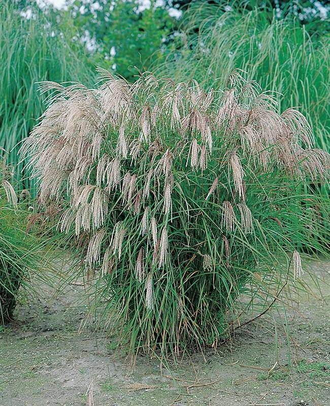 Caña de China, Eulalia 'kleine fontane'