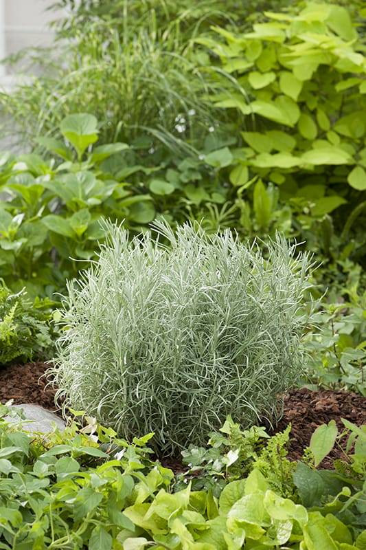 Helicriso, Planta Curry - Imagen 2