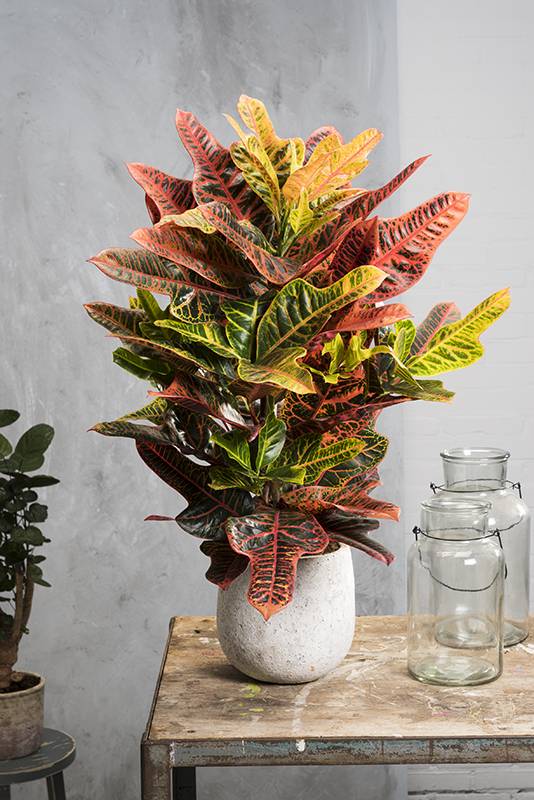 Croton 'Excellent'