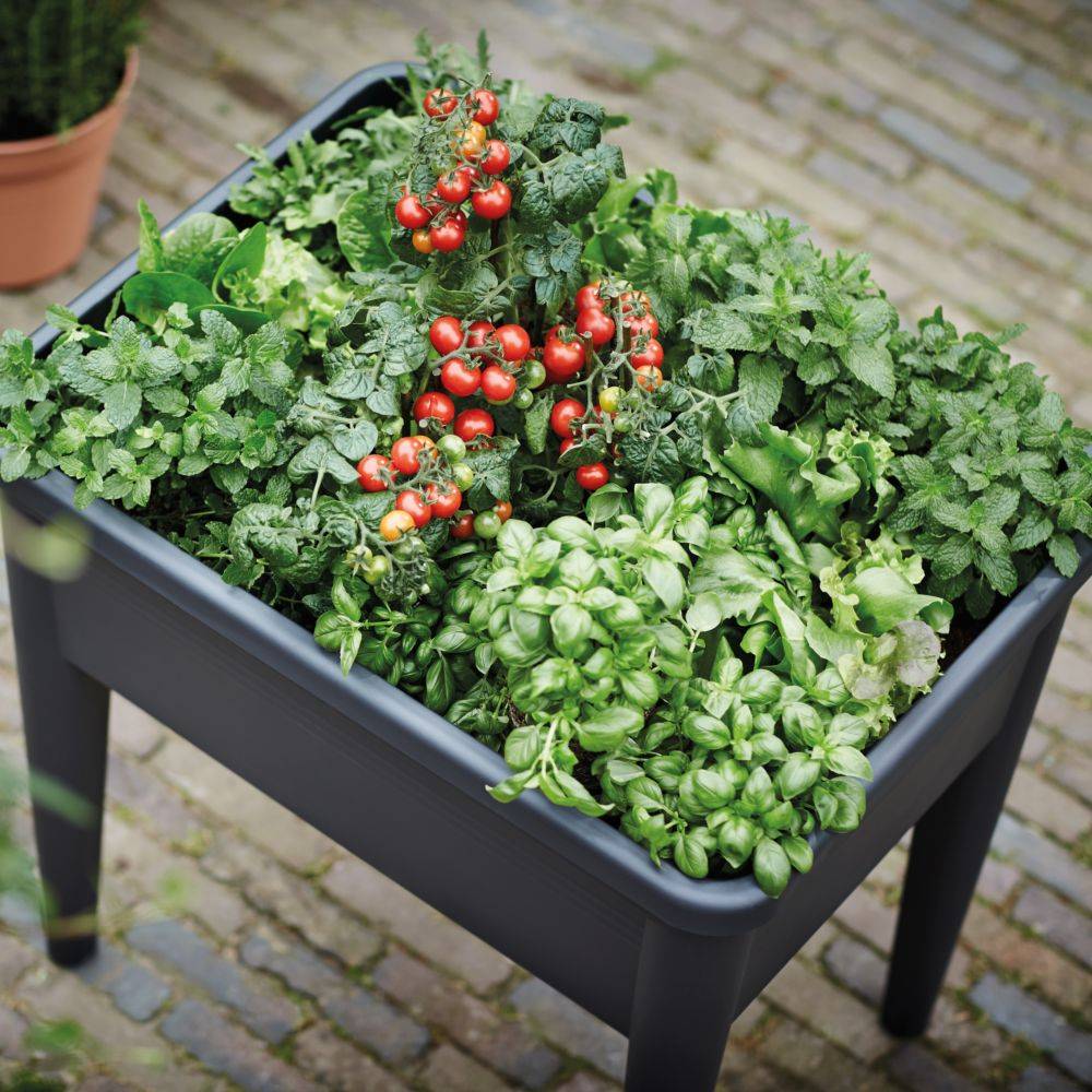 Elho - Potager sur pieds Green Basics – ELHO - Image 6