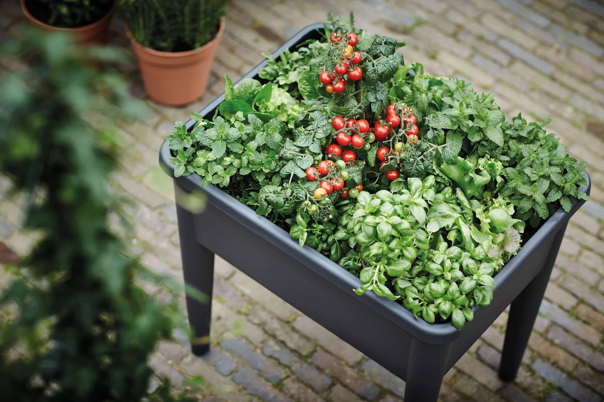 Elho - Potager sur pieds Green Basics – ELHO - Image 12