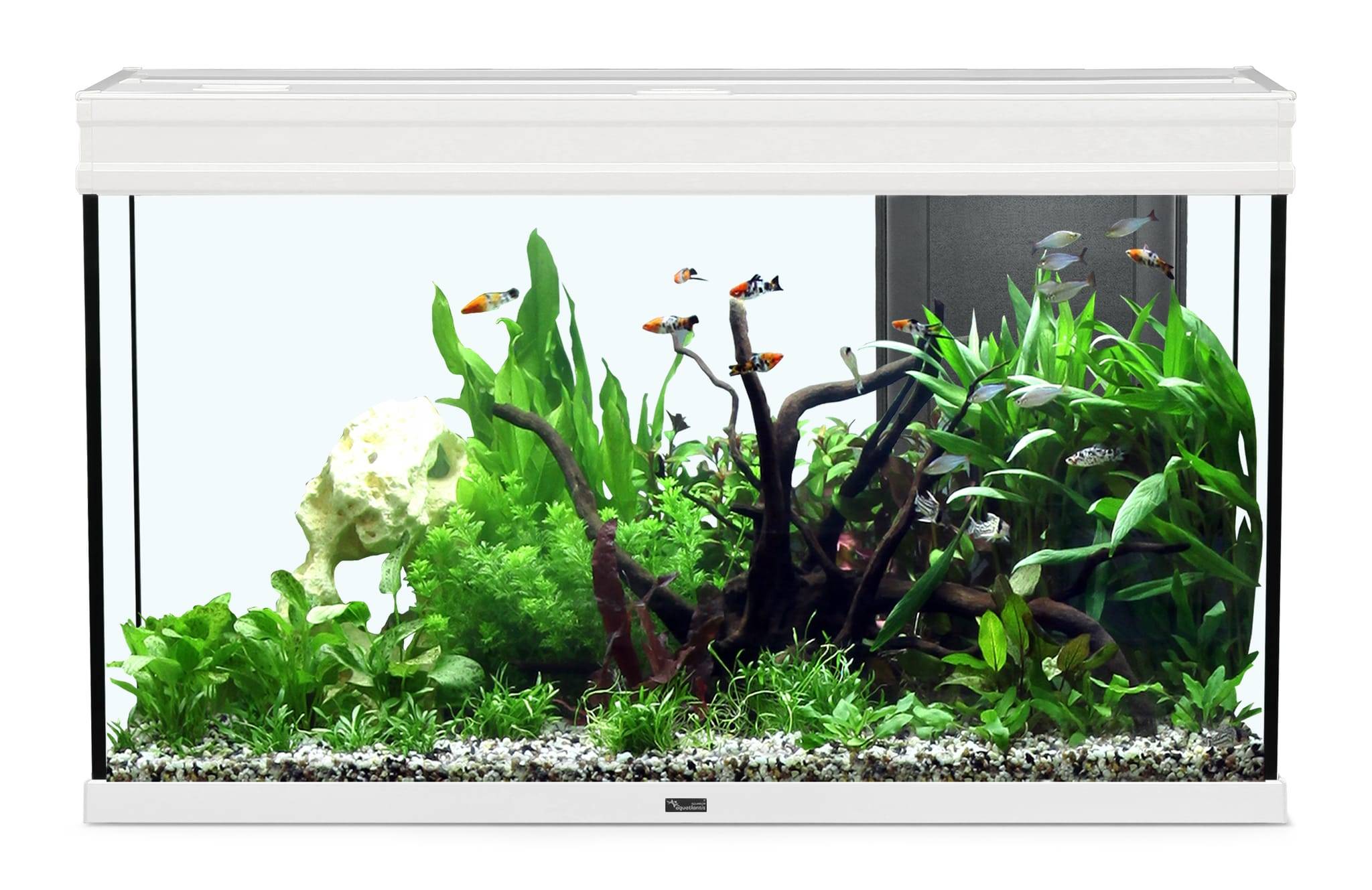Zolux - Acuario Elegancia Experto Blanco 100 Led - L.100 x l.40 x H.60 cm - Imagen 2