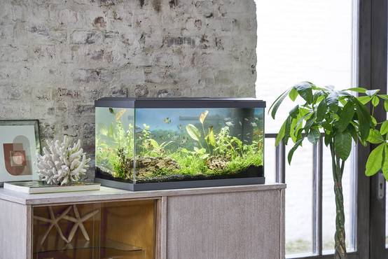 Inwa - Inwa - Aquarium Confort 60 Gris - L.60 x l.30 x H.33,50 cm - Image 4
