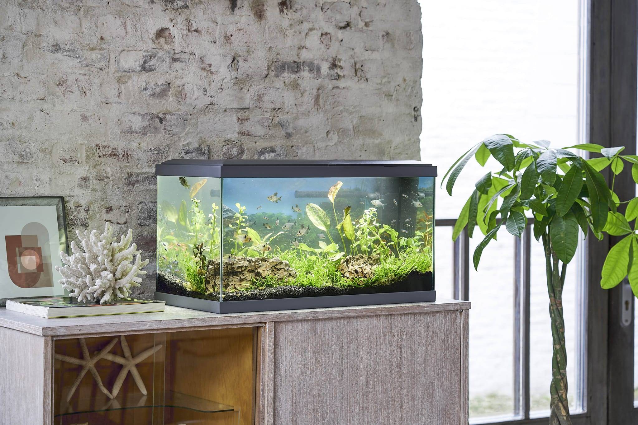 Inwa - Inwa - Aquarium Confort 60 Gris - L.60 x l.30 x H.33,50 cm - Image 4