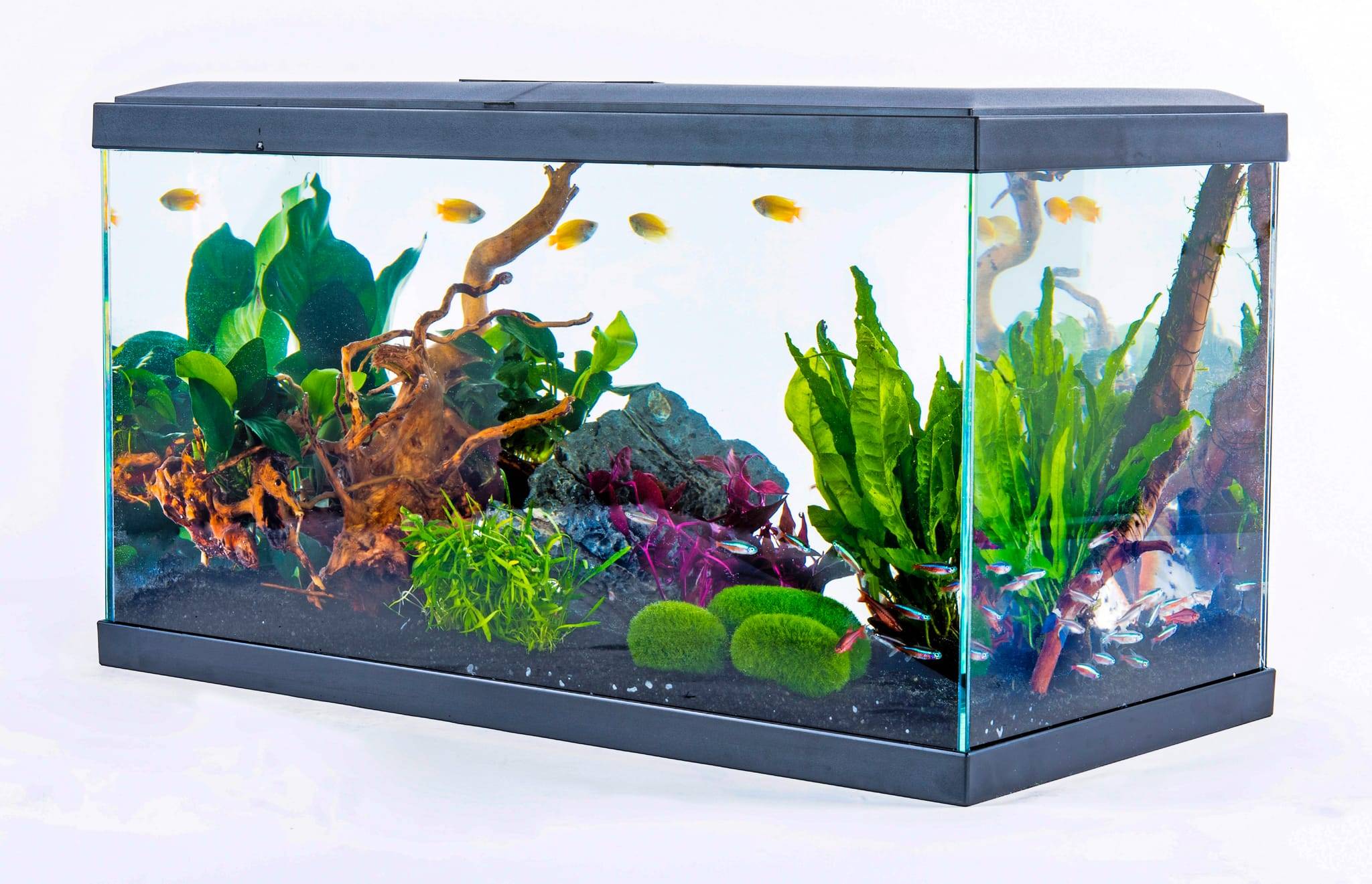 Inwa - Inwa - Aquarium Confort 60 Gris - L.60 x l.30 x H.33,50 cm - Image 1