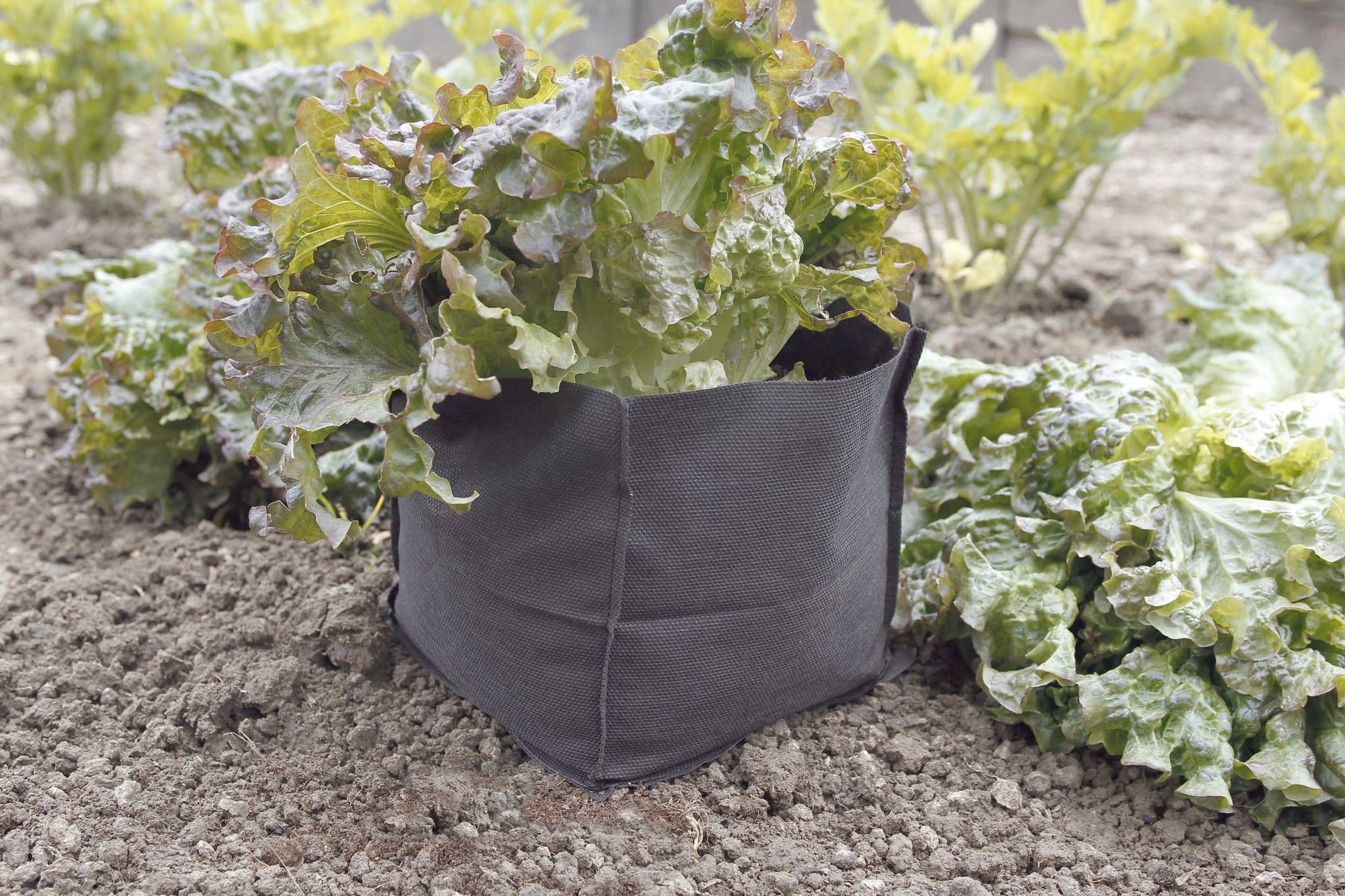 Nortène - BOLSA BIOCONTROL 10x10x12cm - Imagen 1