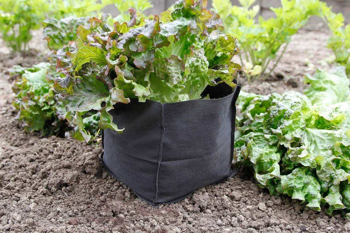 Nortène - BAG BIOCONTROL 10x10x12cm - Image 6