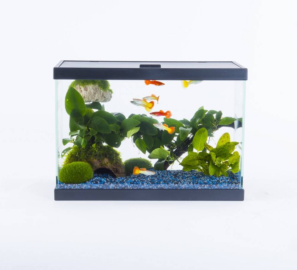 Inwa - Inwa - Aquarium Start 35 pack pur Noir - 13 Litres - Image 6