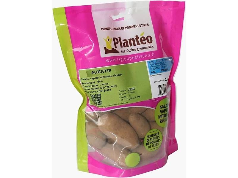 Pomme de Terre Variété Alouette 28/35 25 Plants - DISTRI