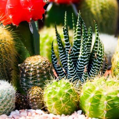 Succulente, plante grasse - Image 4