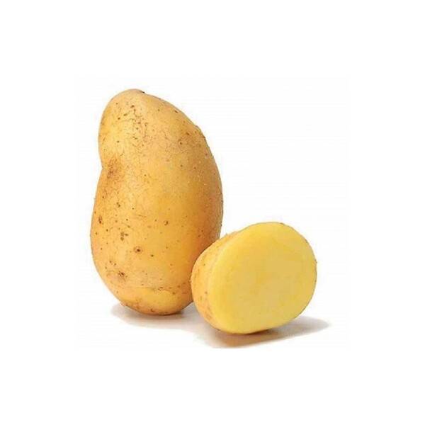 Pomme de terre Alienor Artemis 28-35 1.5kg – FERTINATURE