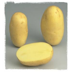 Sachet pommes de terre Emeraude 25/35 - 25 plants