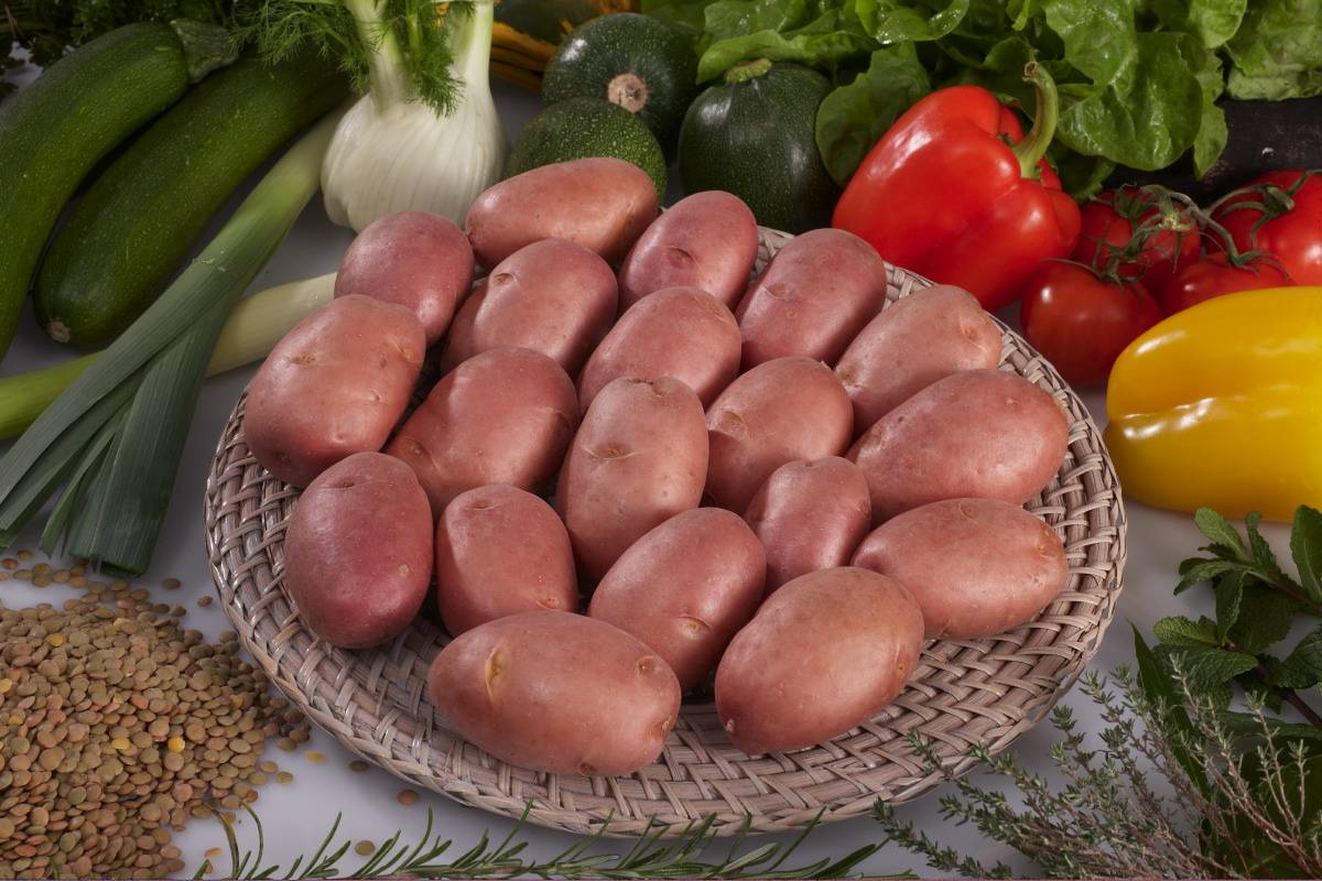 Sachet pommes de terre Yona 25 plants 25/32 - FERTINATURE - Image 1
