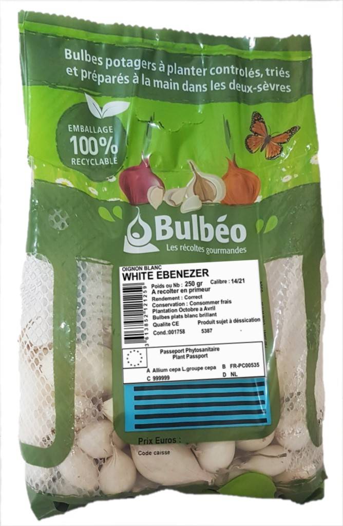 Bulbéo - Bulbéo - Bulbes Oignon plat blanc Ebenezer 14/21 250 g