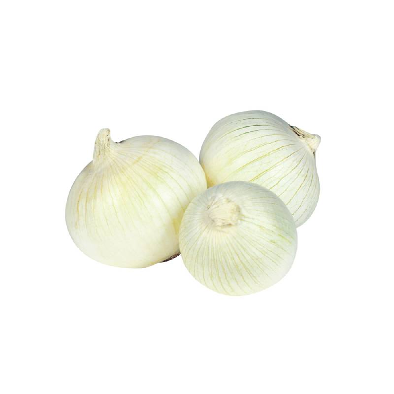 Bulbes oignon blanc Snowball 14/21 500 g - FERTINATURE SARL