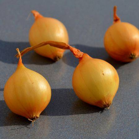 Bulbes Oignon Jaune Paille des Vertus 8/21 25 kg