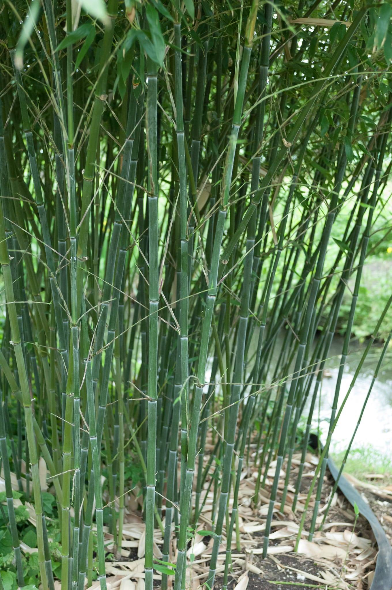 Bambou Bissetii