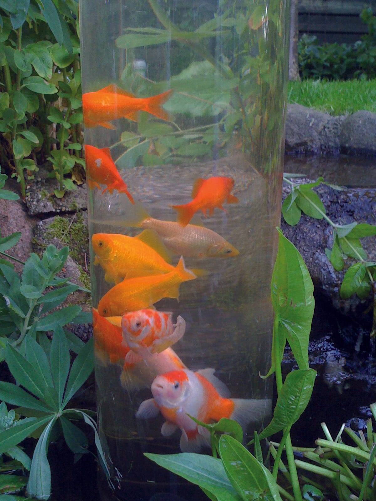 Ubbink - Tour À Poisson Fishtower - UBBINK - Imagen 2