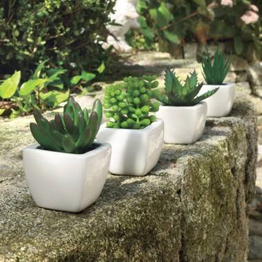 Succulente, plante grasse - Image 3
