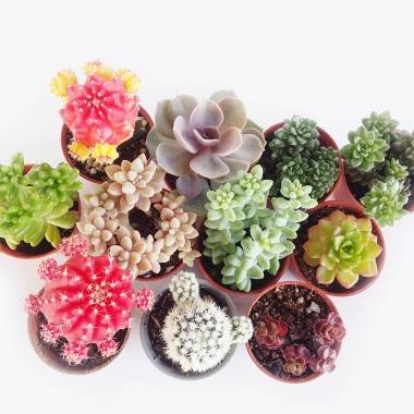 Succulente, plante grasse - Image 1