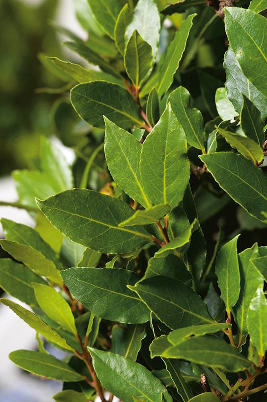 Laurel - Imagen 4