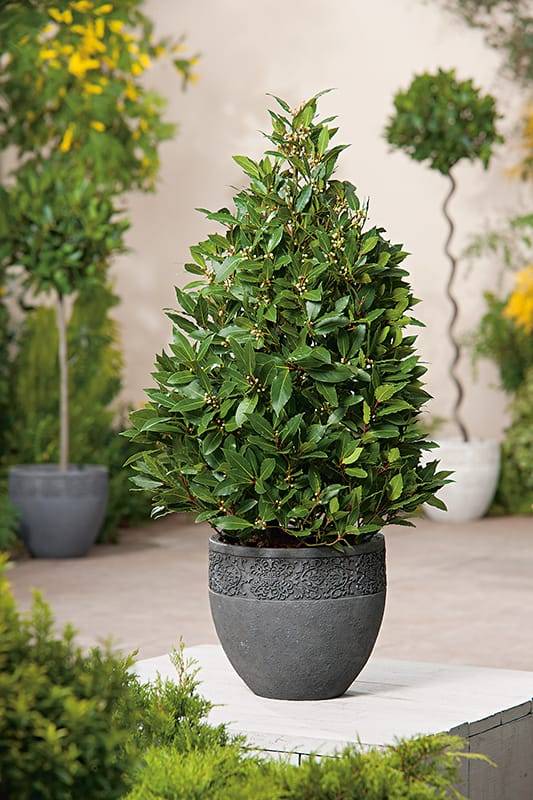 Laurel - Imagen 2