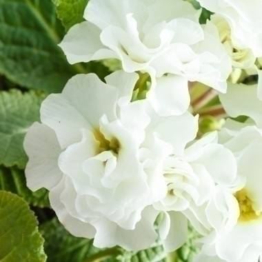 Prímula doble 'Belarina Cream'