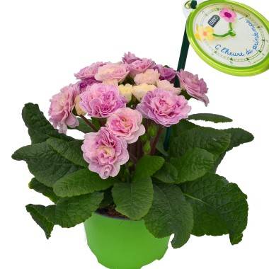 Primevère double 'Belarina Pink Champagne'