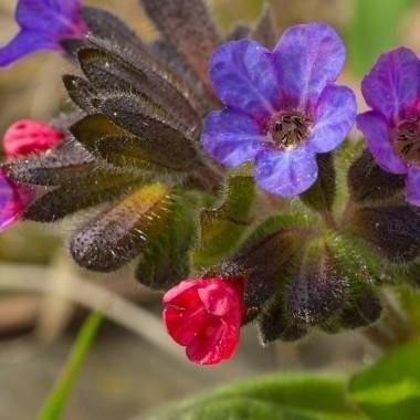 Pulmonaria 'Silver Bouquet'
