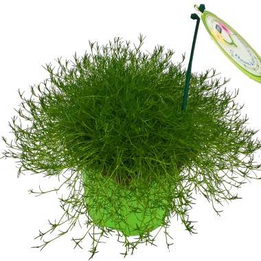 Sagine subulée 'Irish Moss®', petite mousse irlandaise