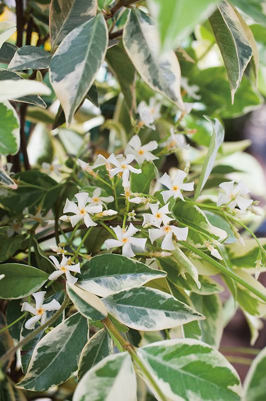 Jazmín estrellado 'Variegata' - Imagen 1