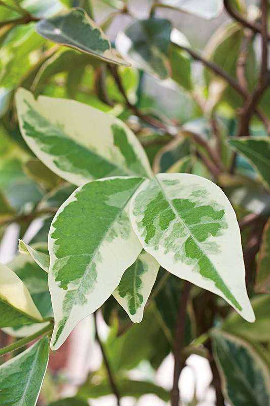 Jazmín estrellado 'Variegata' - Imagen 2
