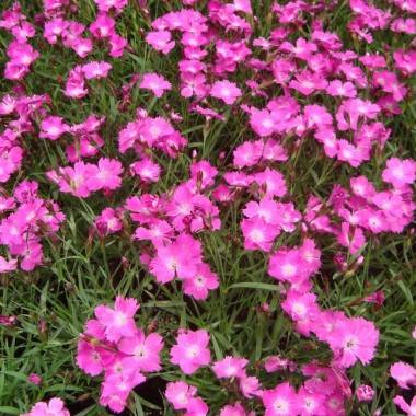 Clavel de Grenoble, clavel azulado, clavel de Pentecostés - Jardiland
