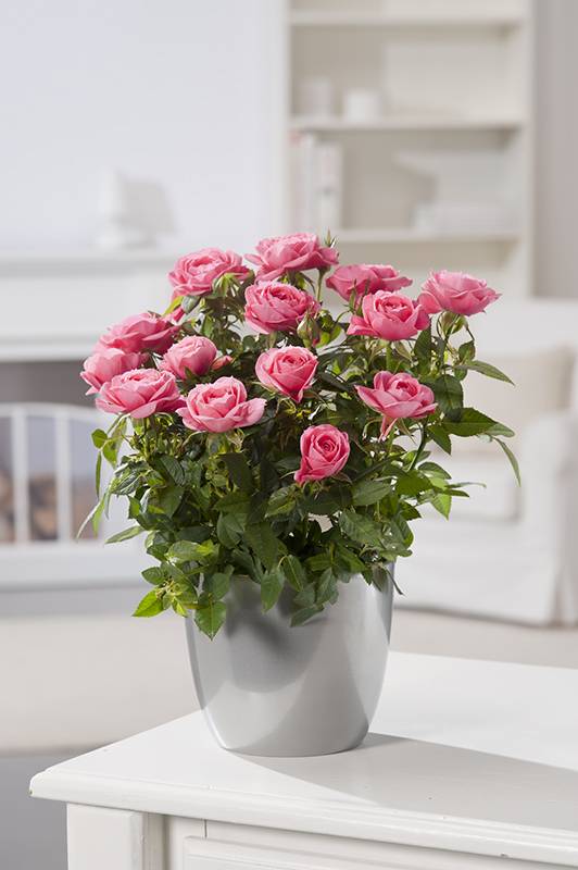 Rosal en miniatura - Imagen 2