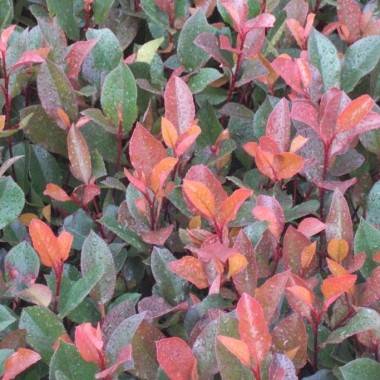 Photinia 'Little Red Robin' - Image 3