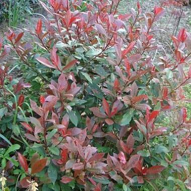 Photinia 'Little Red Robin' - Image 1
