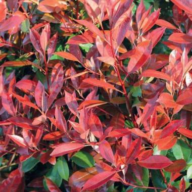 Photinia 'Little Red Robin' - Image 2