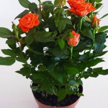 Miniatura de rosa 'Kordana' - Imagen 10