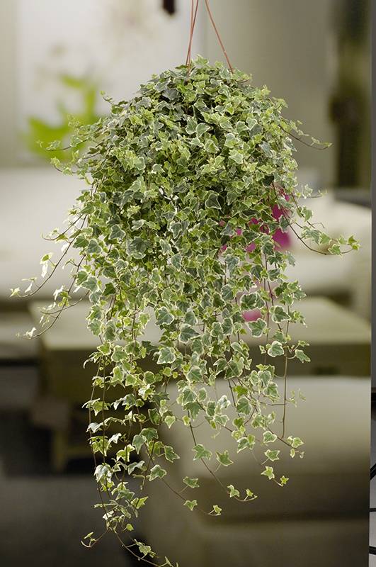 Hiedra 'Variegata'