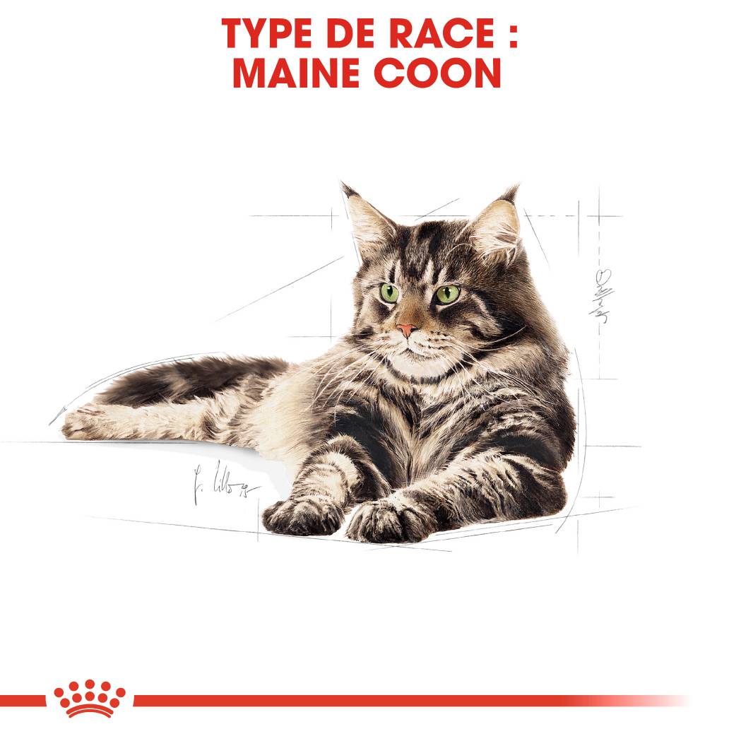 Royal Canin - Aliment chat Maine Coon Adulte - ROYAL CANIN - Imagen 3